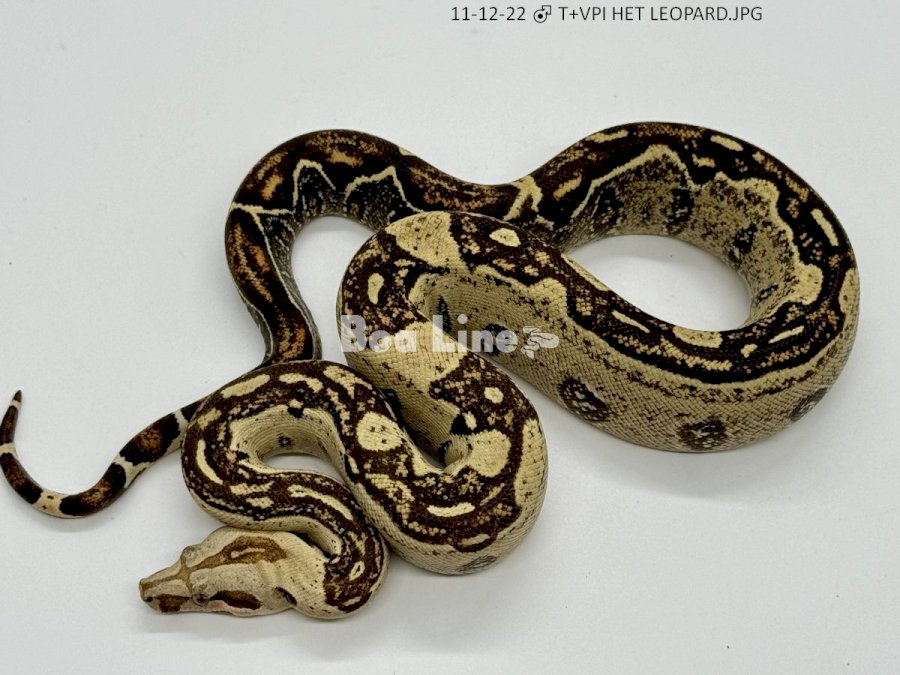 T+VPI HET LEOPARD